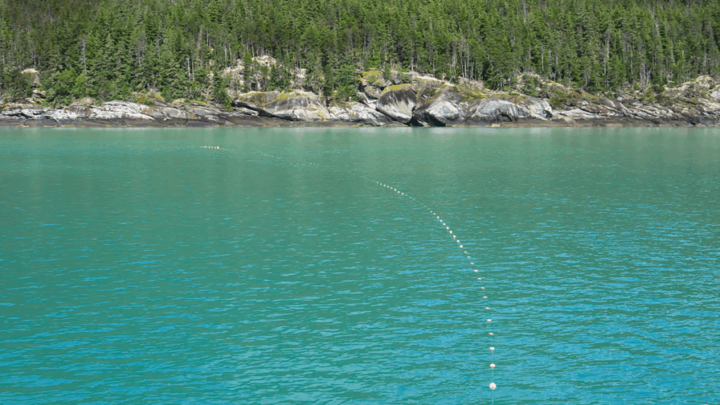 a gill net in green water