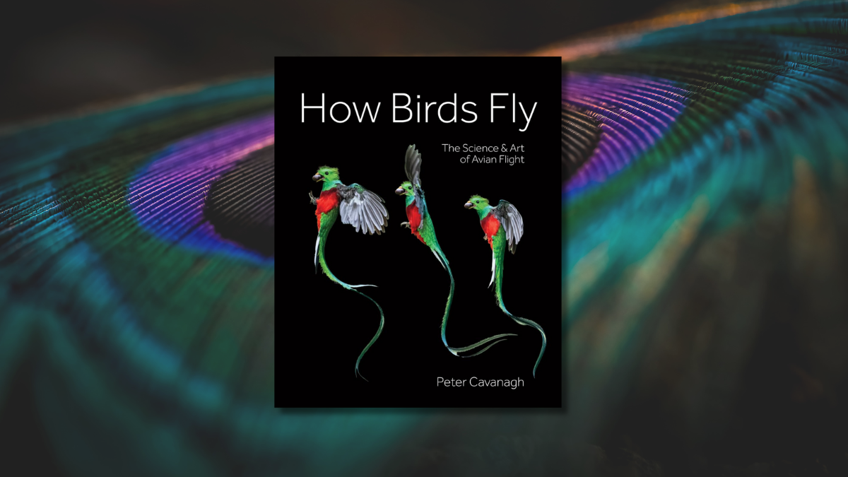 Book Review: How Birds Fly by Peter Cavanagh